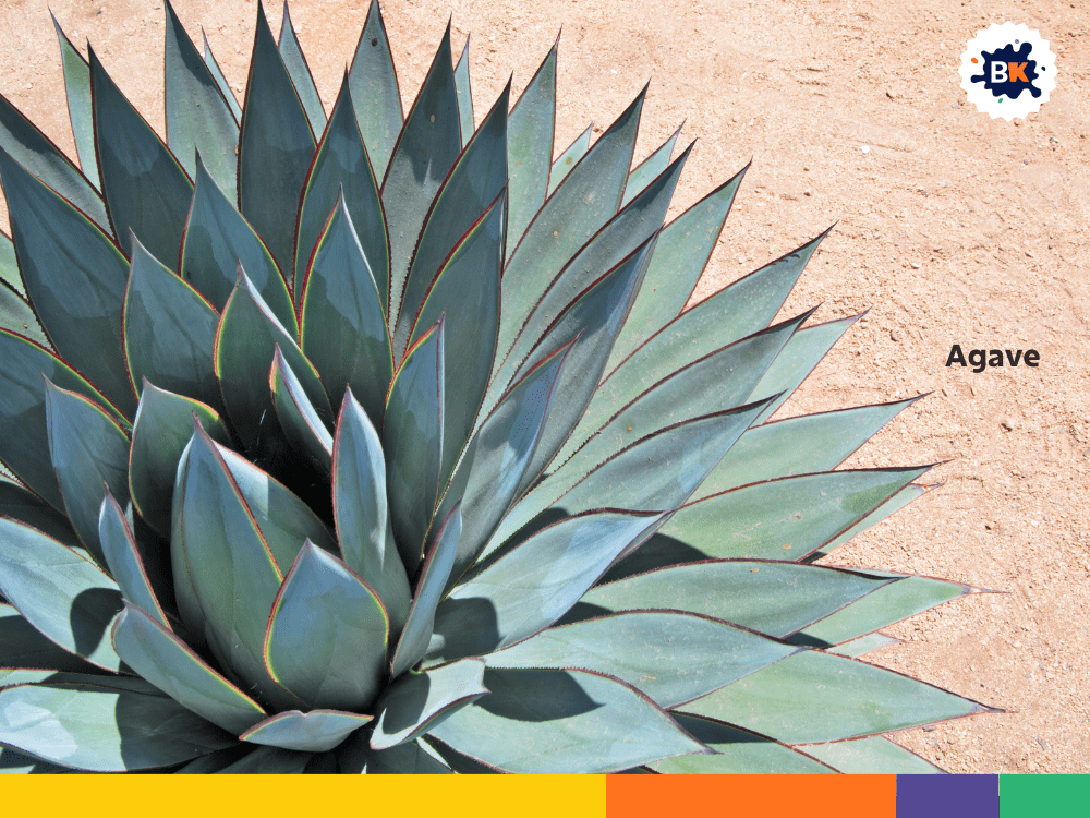 Agave Agave