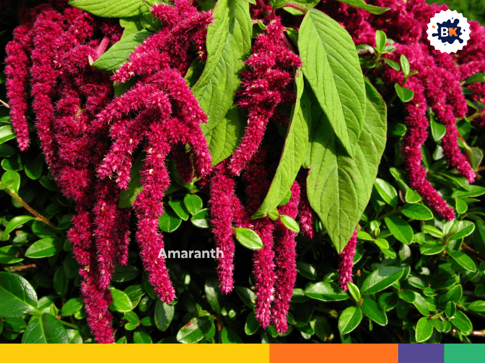 Amaranth Amaranth