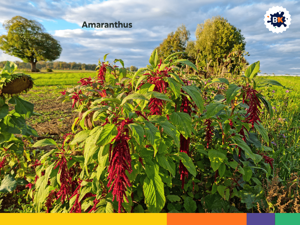 Amaranthus Amaranthus