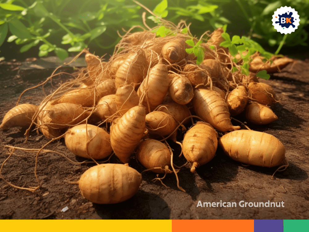 American Groundnut American Groundnut