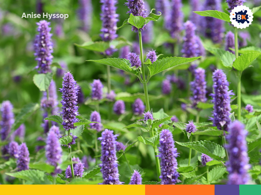 Anise Hyssop Anise Hyssop