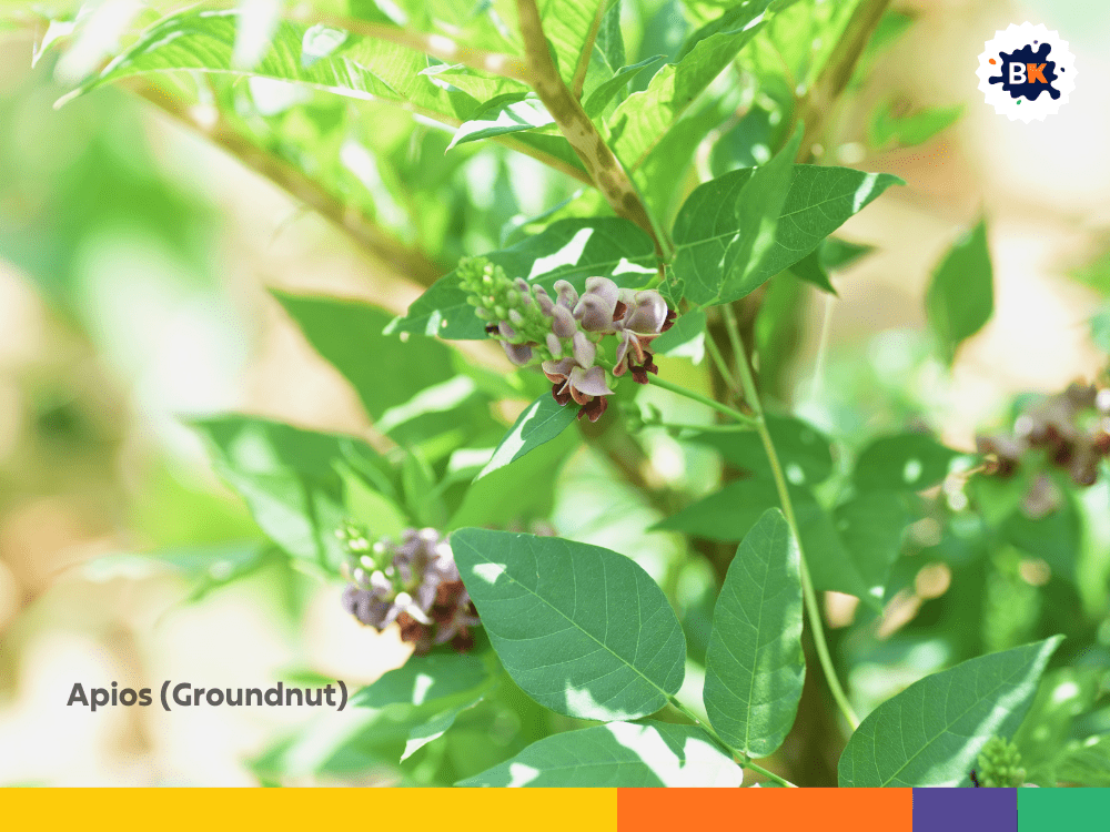 Apios (Groundnut) Apios (Groundnut)