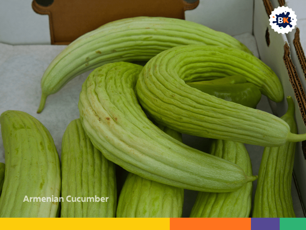 Armenian Cucumber Armenian Cucumber