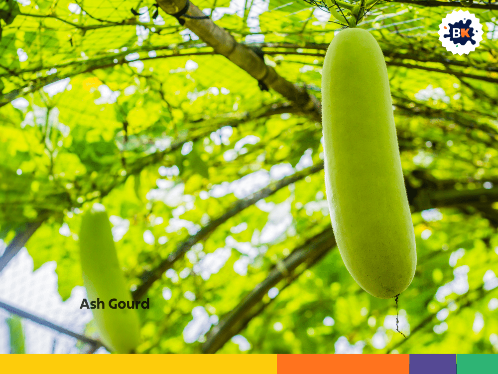 Ash Gourd Ash Gourd