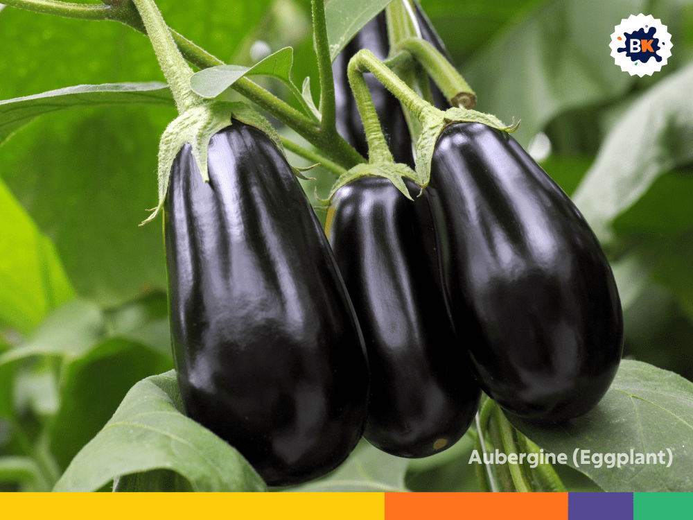 Aubergine (Eggplant) Aubergine (Eggplant)