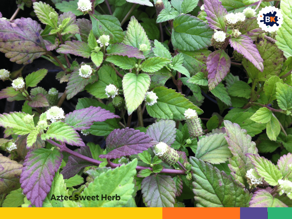 Aztec Sweet Herb Aztec Sweet Herb