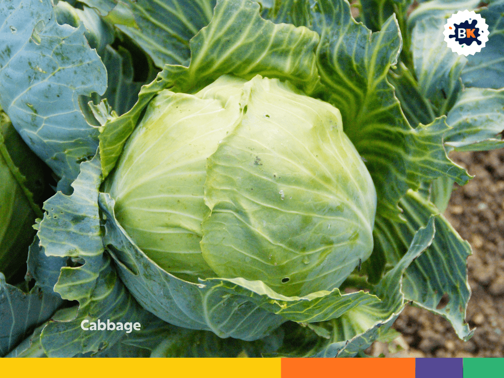 Cabbage Cabbage