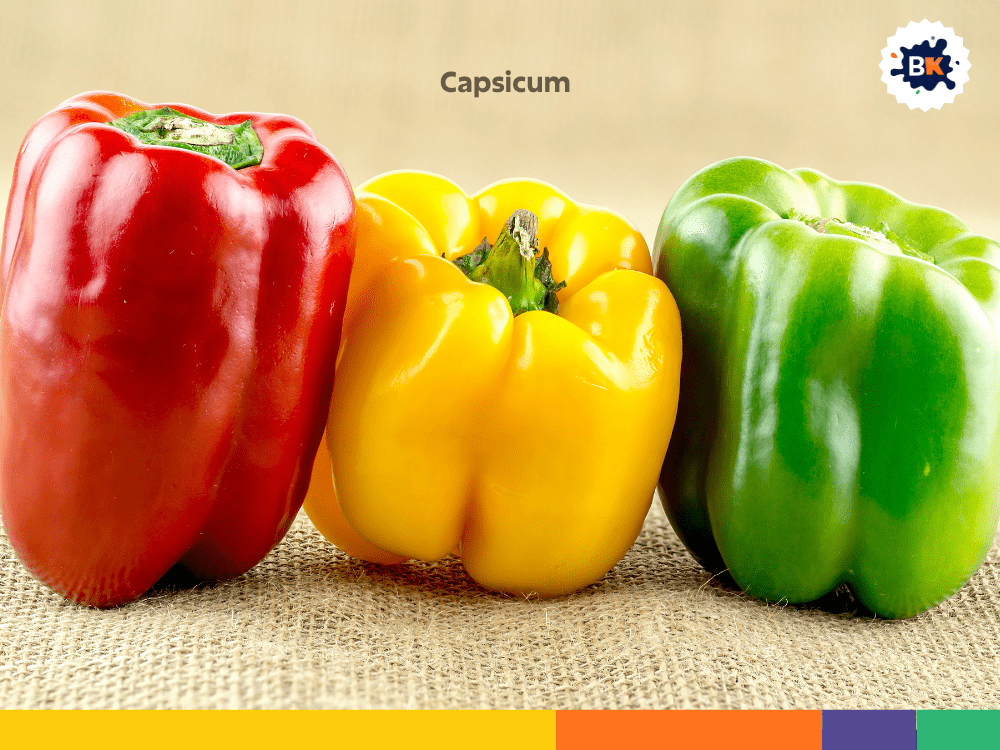 Capsicum Capsicum
