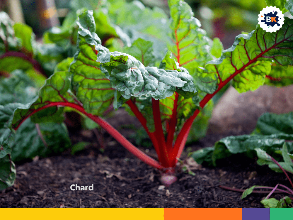 Chard Chard