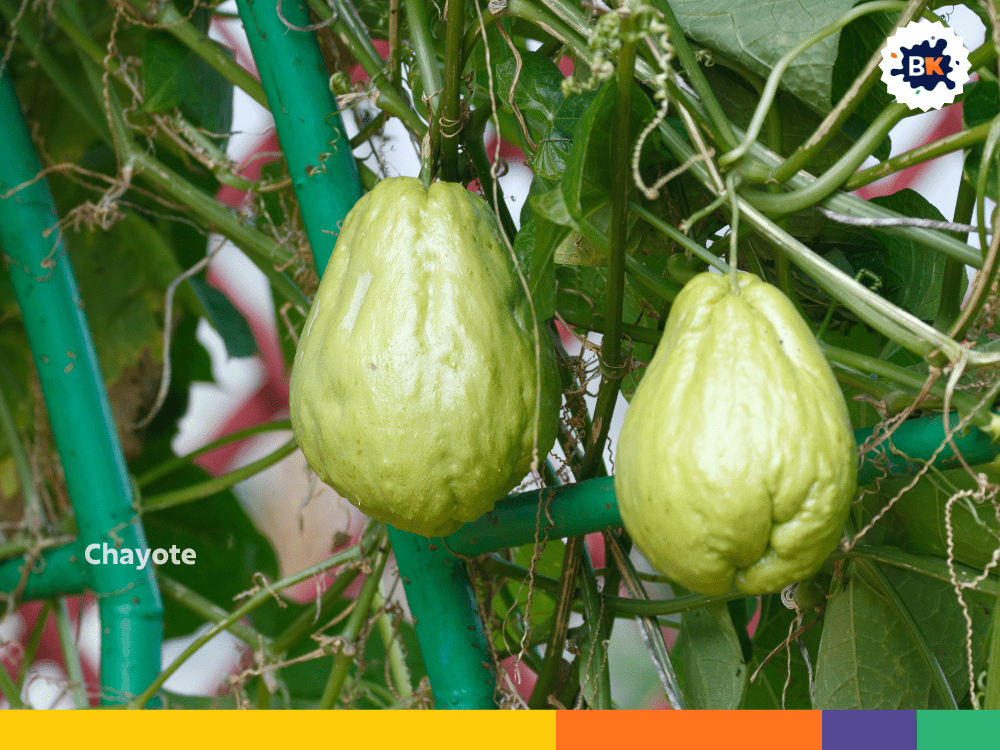 Chayote Chayote