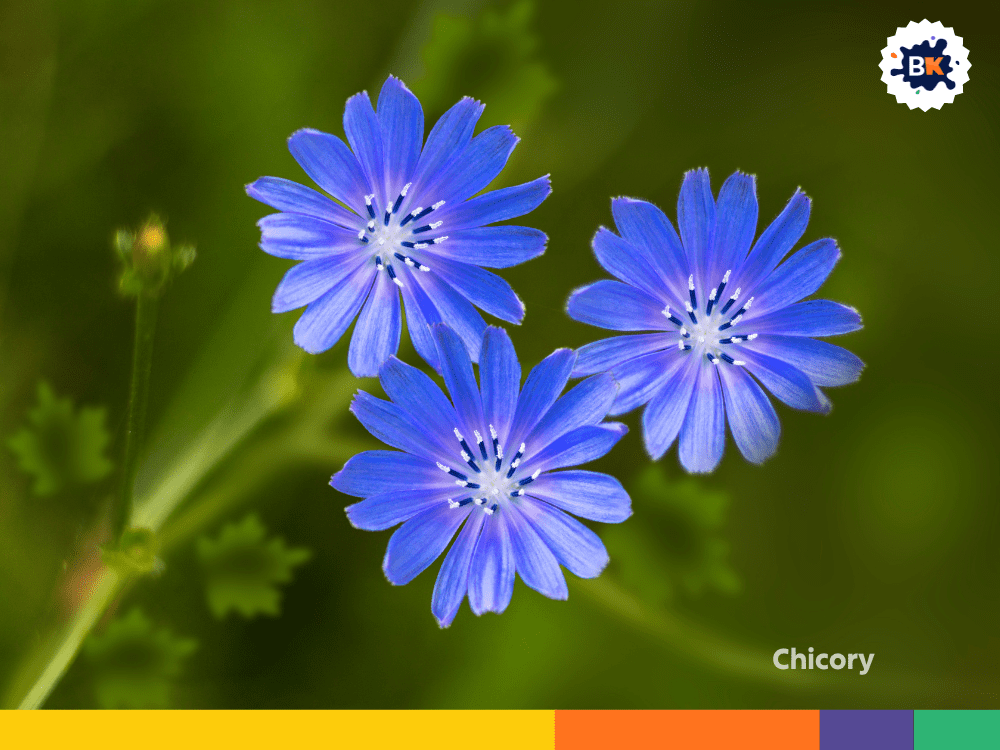 Chicory Chicory