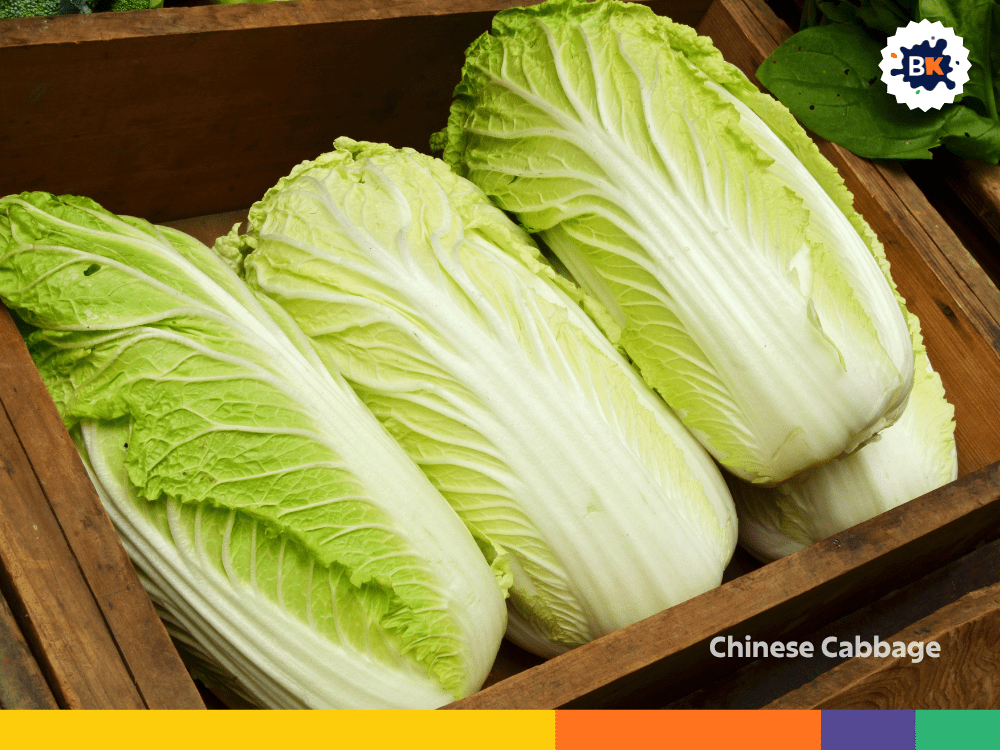 Chinese Cabbage Chinese Cabbage