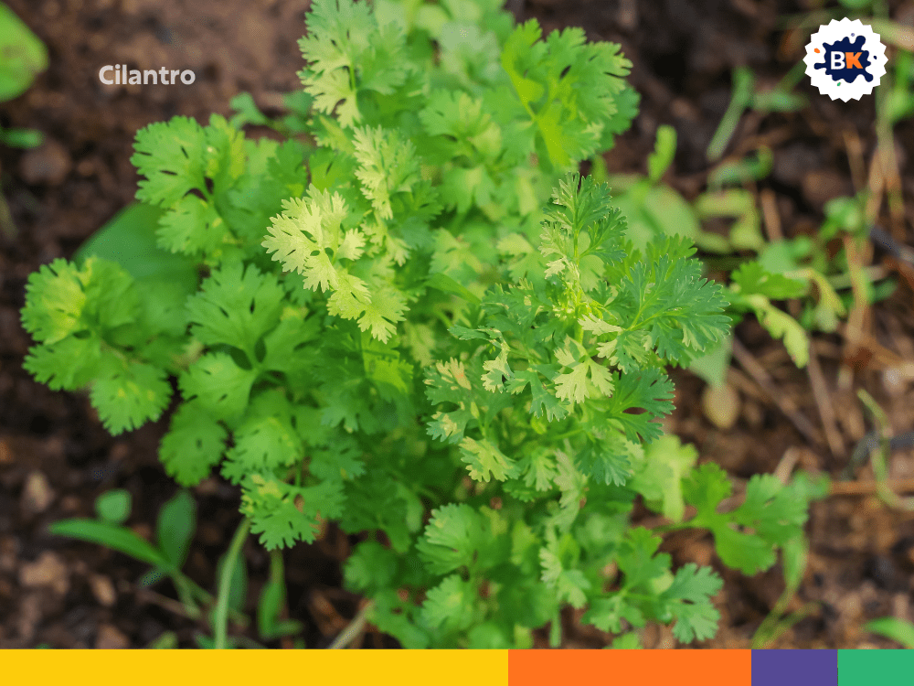 Cilantro Cilantro