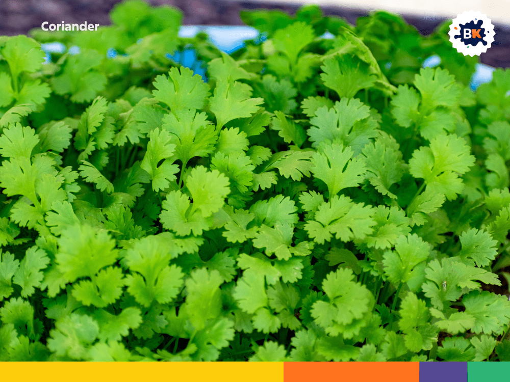Coriander Coriander