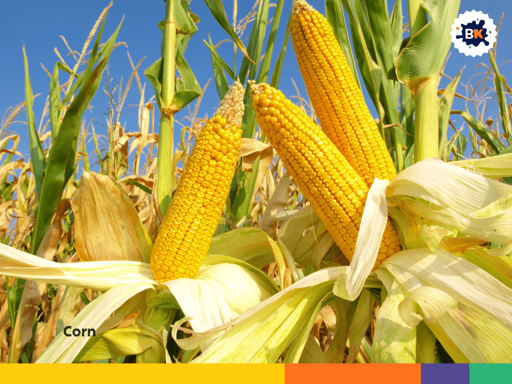 Corn Corn