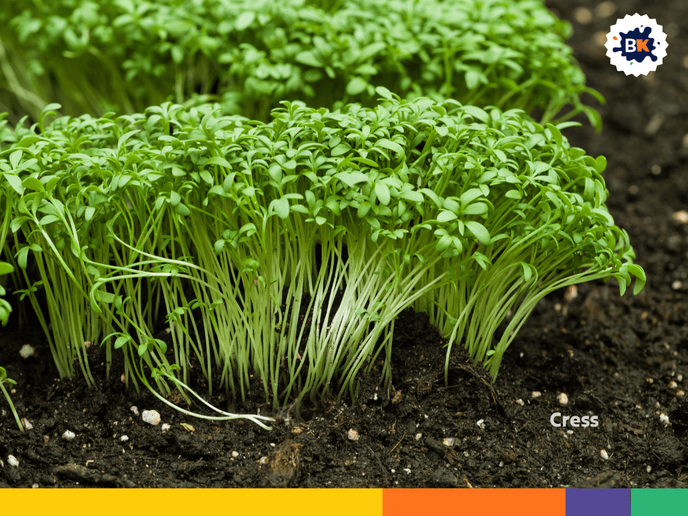 Cress Cress