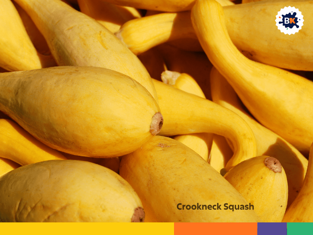 Crookneck Squash Crookneck Squash