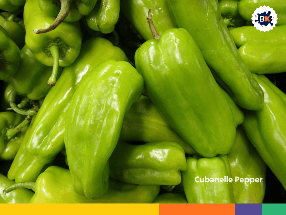 Cubanelle Pepper Cubanelle Pepper