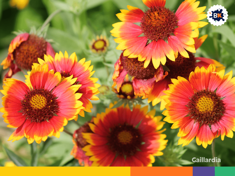 Gaillardia Gaillardia