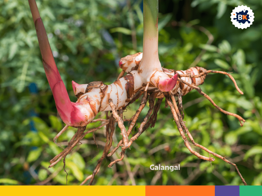 Galangal Galangal