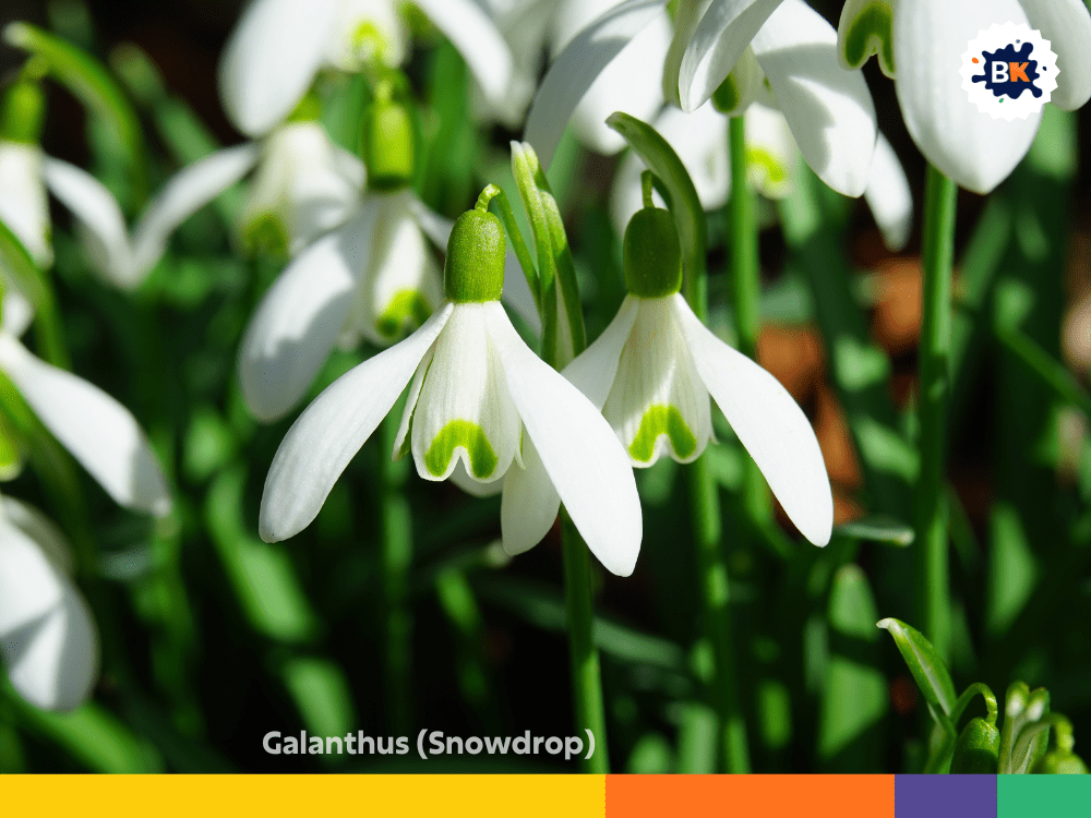 Galanthus (Snowdrop) Galanthus (Snowdrop)