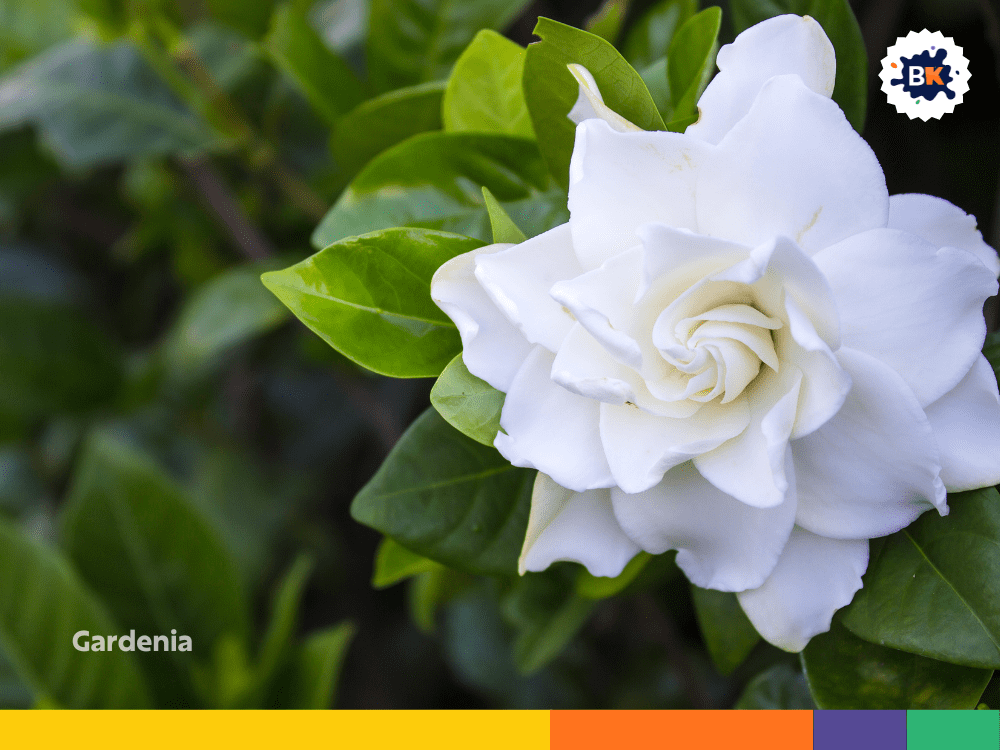 Gardenia Gardenia