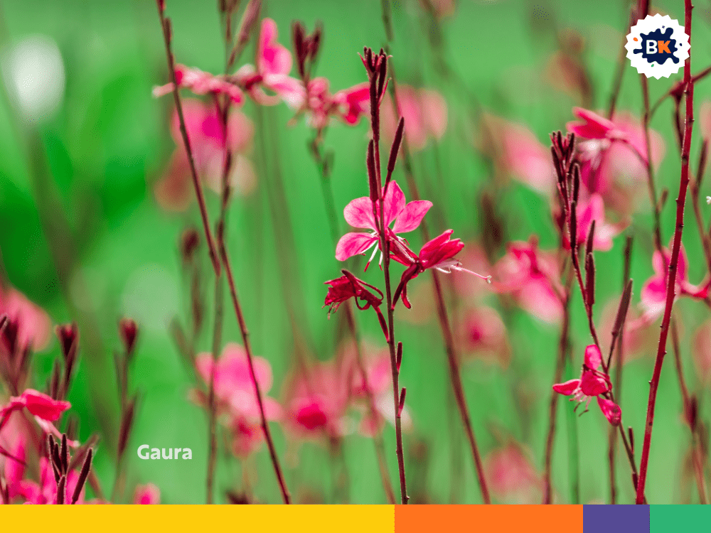 Gaura Gaura
