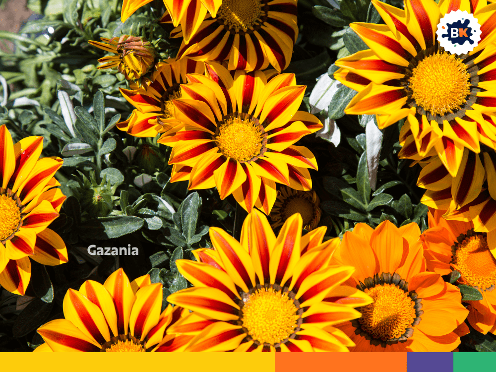 Gazania Gazania