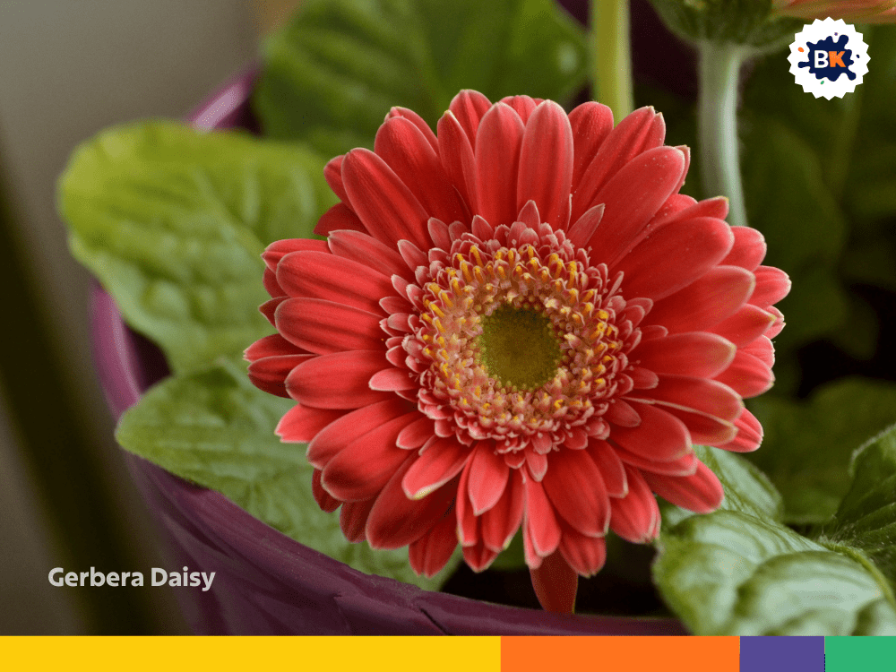 Gerbera Daisy Gerbera Daisy