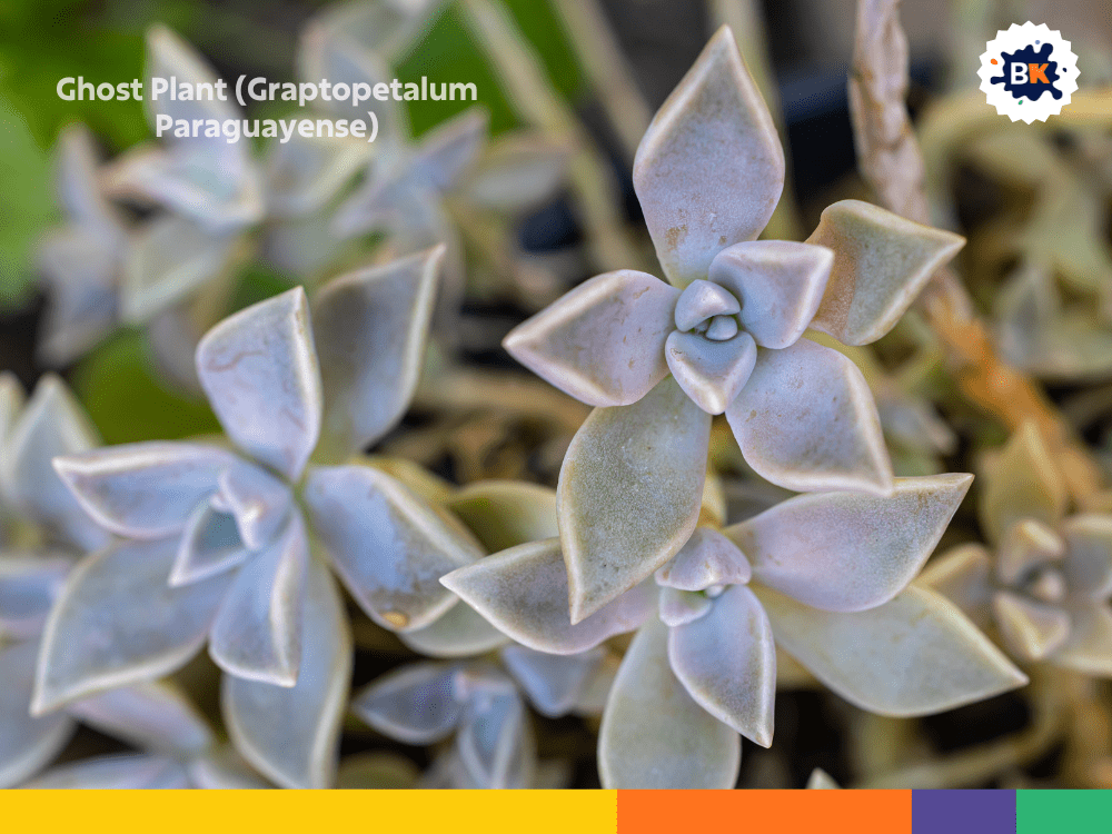 Ghost Plant (Graptopetalum Paraguayense) Ghost Plant (Graptopetalum Paraguayense)