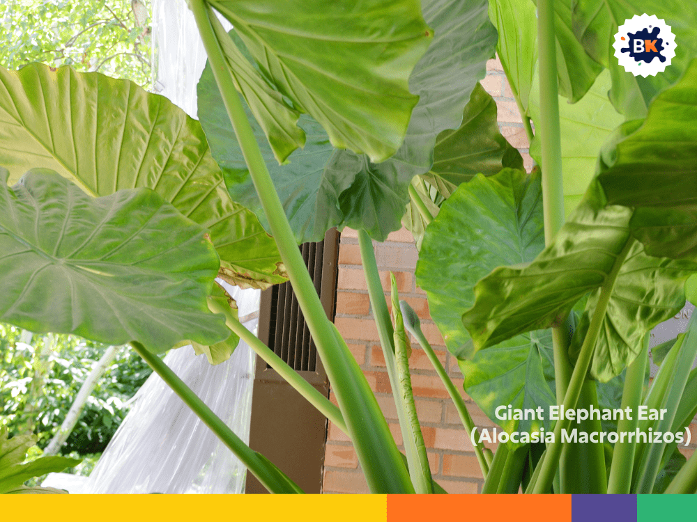 Giant Elephant Ear (Alocasia Macrorrhizos) Giant Elephant Ear (Alocasia Macrorrhizos)