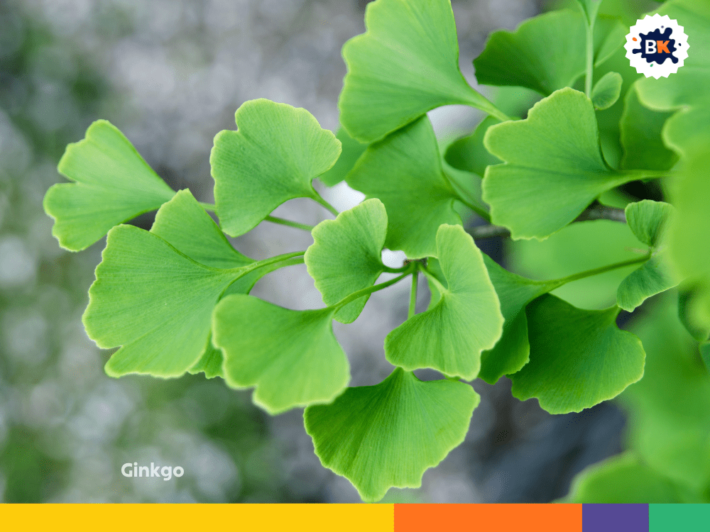 Ginkgo Ginkgo