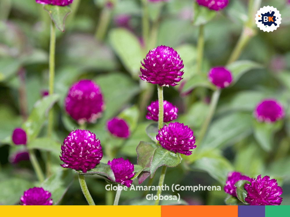 Globe Amaranth (Gomphrena Globosa) Globe Amaranth (Gomphrena Globosa)