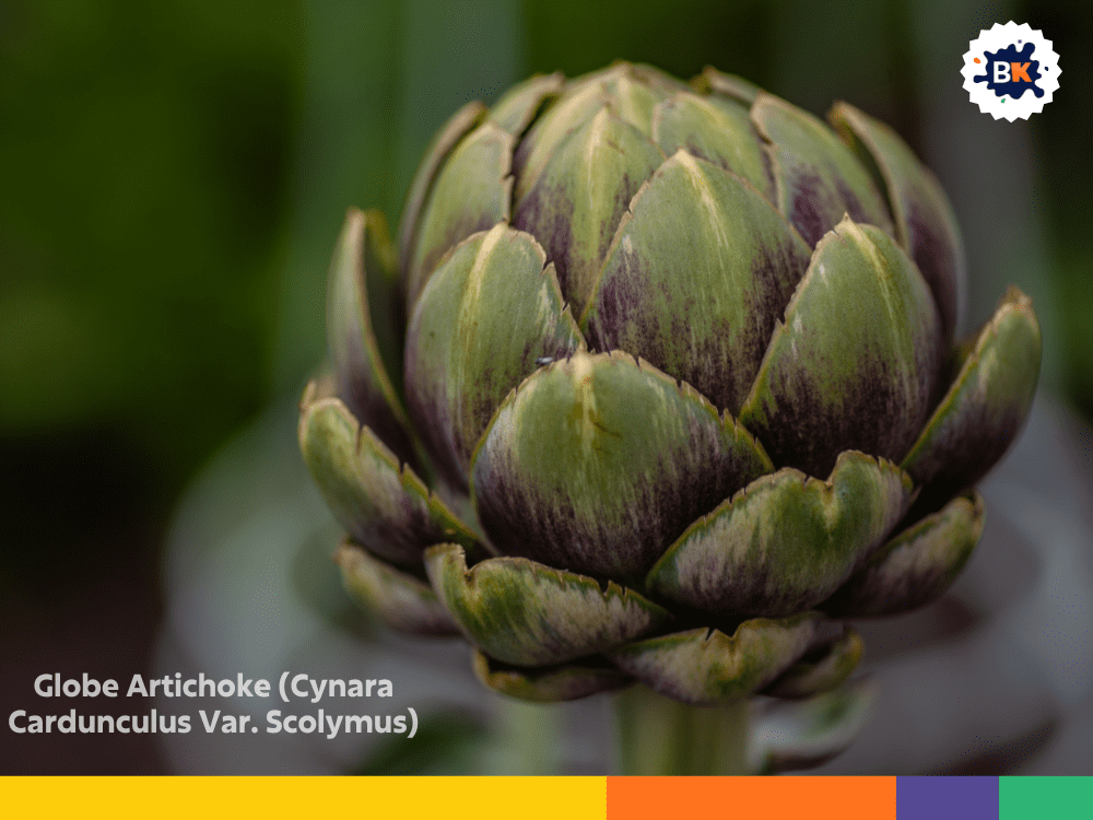 Globe Artichoke (Cynara Cardunculus Var. Scolymus) Globe Artichoke (Cynara Cardunculus Var. Scolymus)