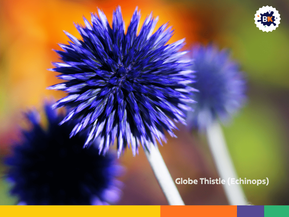 Globe Thistle (Echinops) Globe Thistle (Echinops)