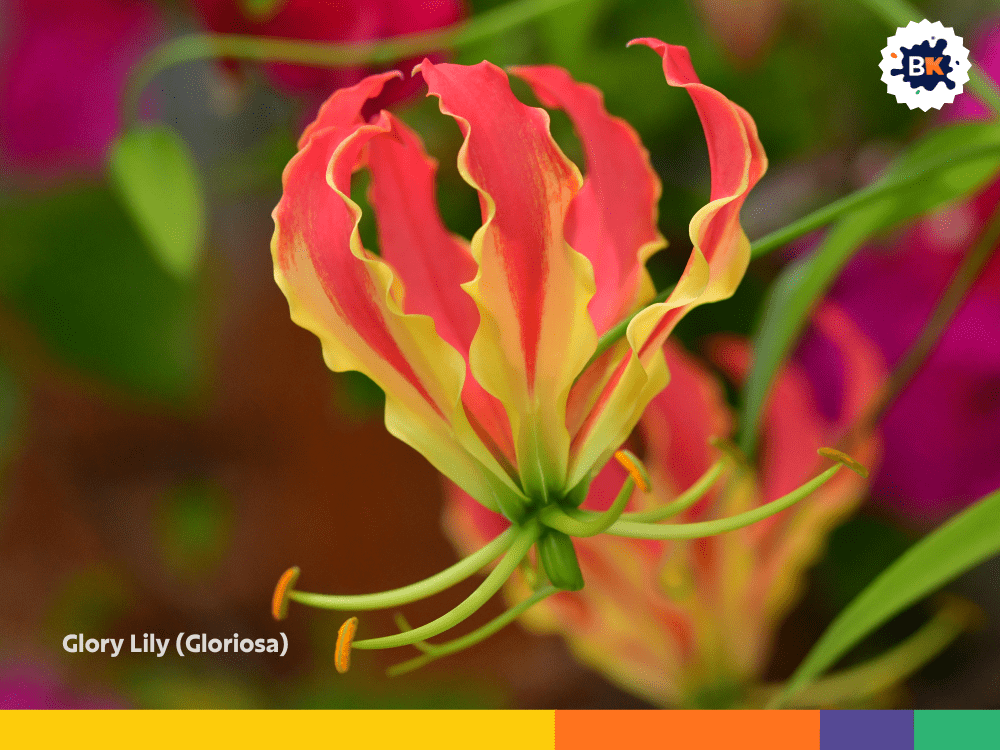 Glory Lily (Gloriosa) Glory Lily (Gloriosa)