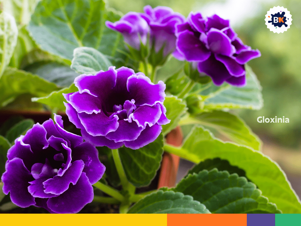 Gloxinia Gloxinia
