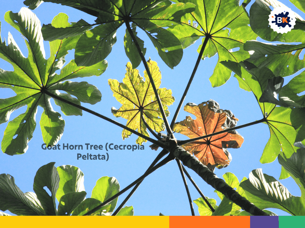 Goat Horn Tree (Cecropia Peltata) Goat Horn Tree (Cecropia Peltata)