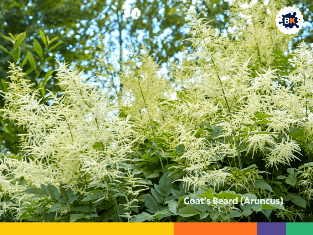 Goat’s Beard (Aruncus) Goat’s Beard (Aruncus)