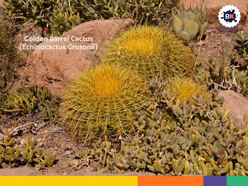 Golden Barrel Cactus (Echinocactus Grusonii) Golden Barrel Cactus (Echinocactus Grusonii)
