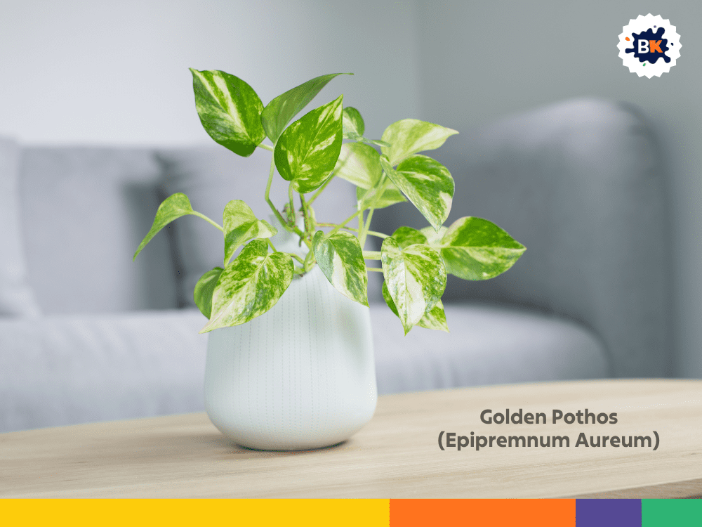 Golden Pothos (Epipremnum Aureum) Golden Pothos (Epipremnum Aureum)