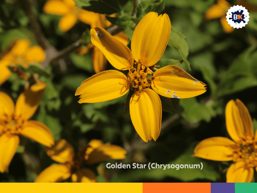 Golden Star (Chrysogonum) Golden Star (Chrysogonum)
