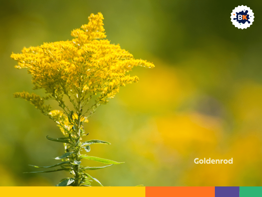 Goldenrod Goldenrod
