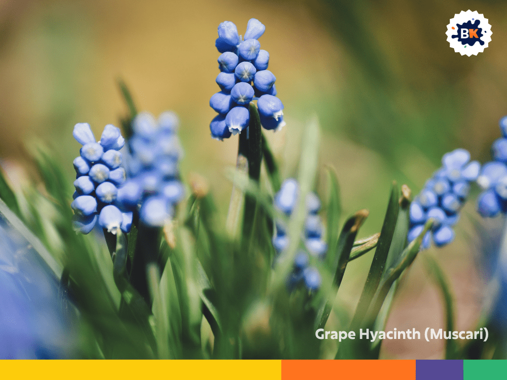 Grape Hyacinth (Muscari) Grape Hyacinth (Muscari)