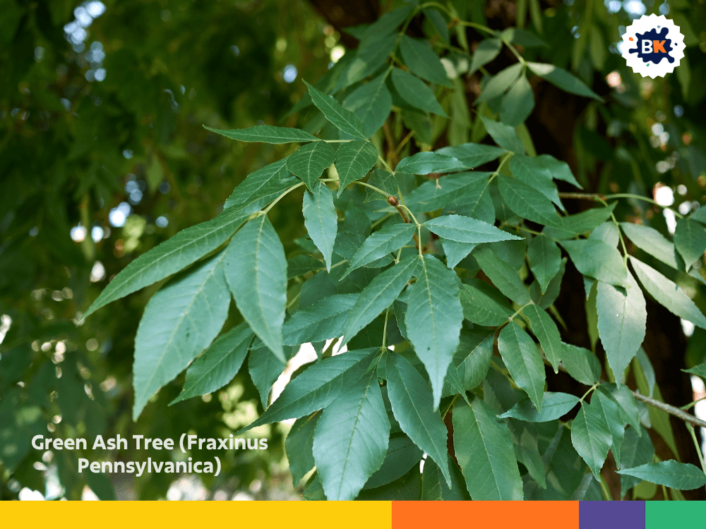 Green Ash Tree (Fraxinus Pennsylvanica) Green Ash Tree (Fraxinus Pennsylvanica)