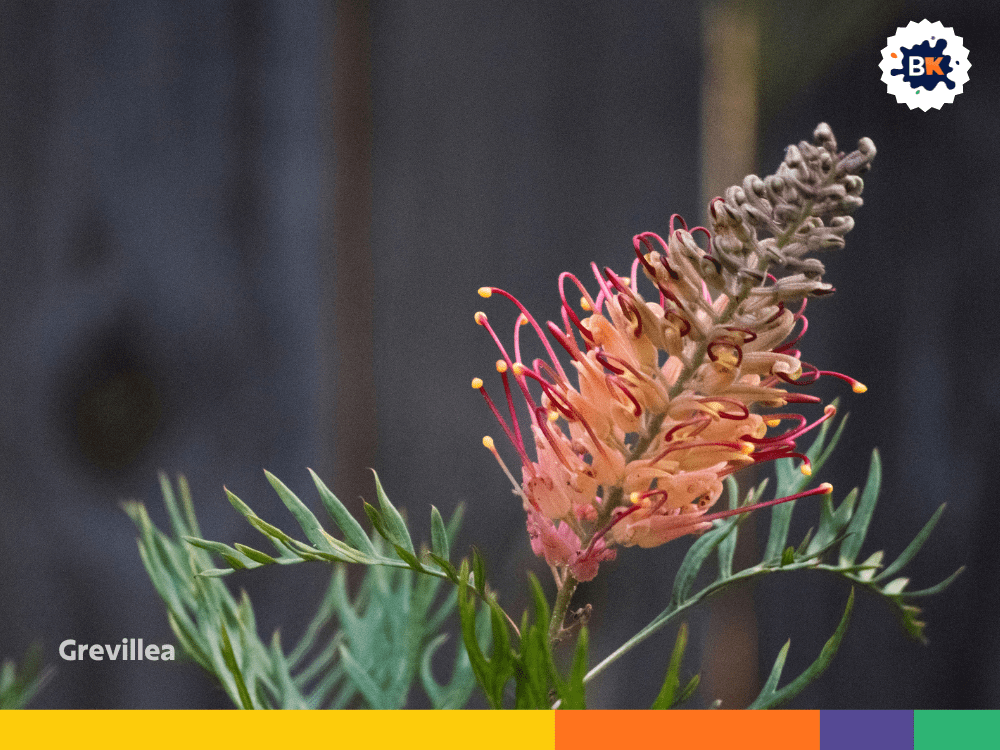 Grevillea Grevillea