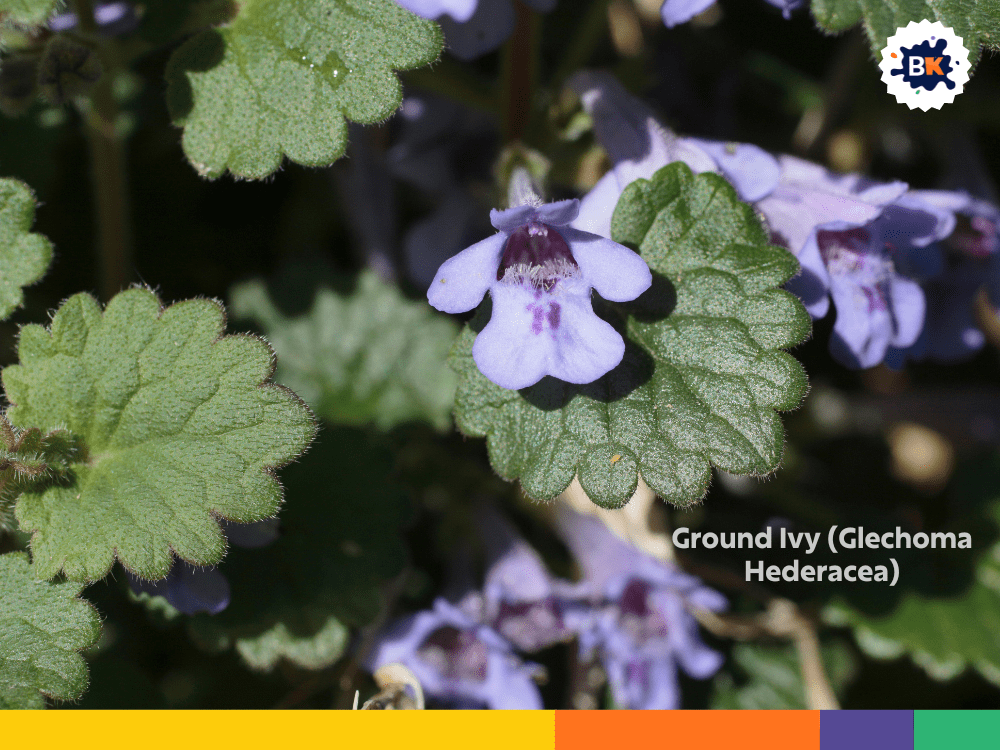 Ground Ivy (Glechoma Hederacea) Ground Ivy (Glechoma Hederacea)
