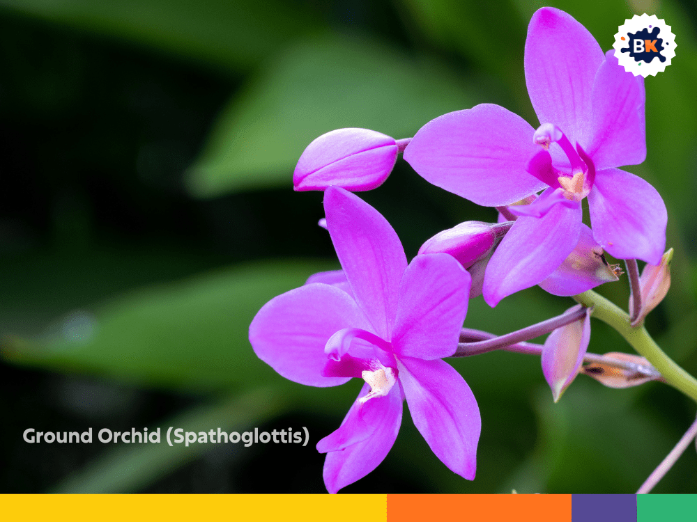 Ground Orchid (Spathoglottis) Ground Orchid (Spathoglottis)