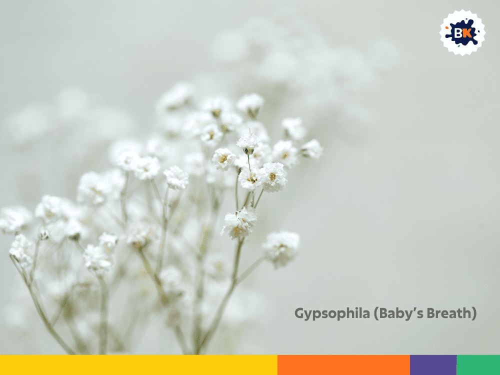 Gypsophila (Baby’s Breath) Gypsophila (Baby’s Breath)