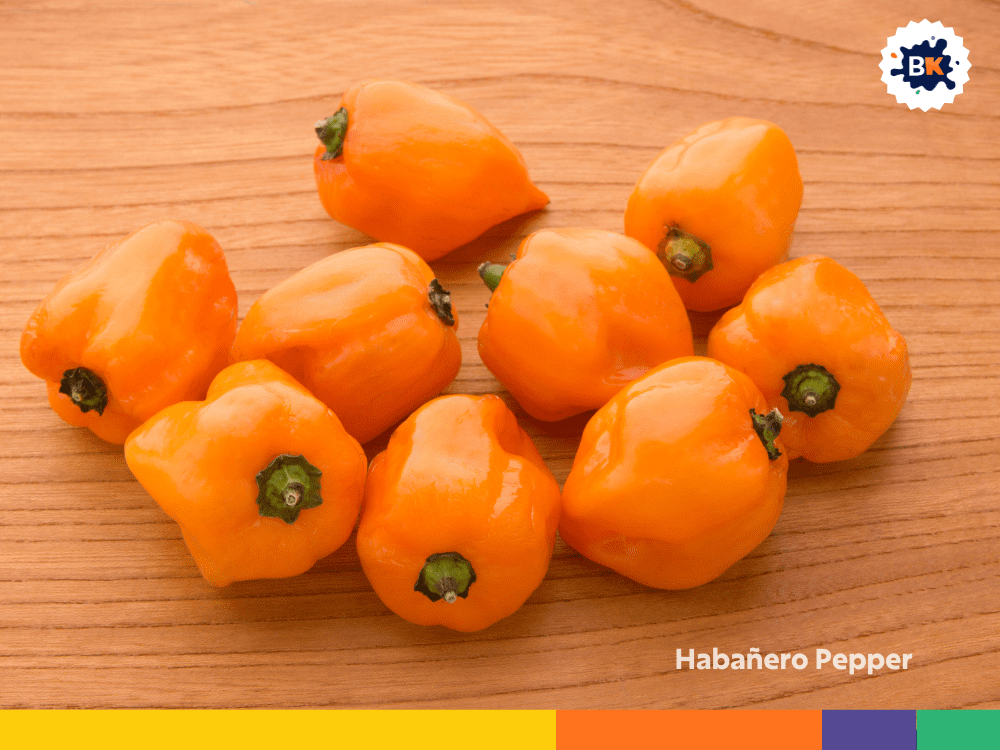 Habañero Pepper Habañero Pepper
